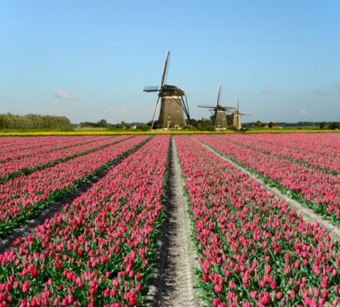 tulip tour holland
